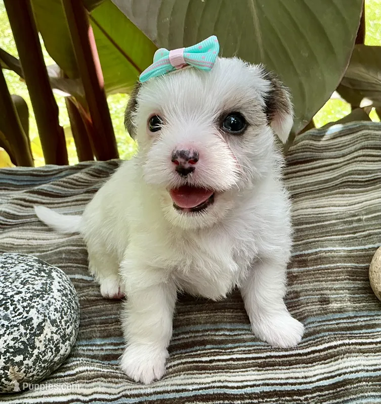 Sugar – Yorkshire Terrier, Chorkie puppy for sale in Mankato, MN
