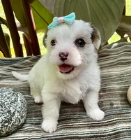 Sugar, a female Yorkshire Terrier and Chorkie for sale in Mankato, MN – 2 of 8