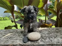 Button, a male Shorkie for sale in Mankato, MN – 2 of 2