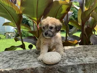 Brylee, a female Shorkie for sale in Mankato, MN – 2 of 2