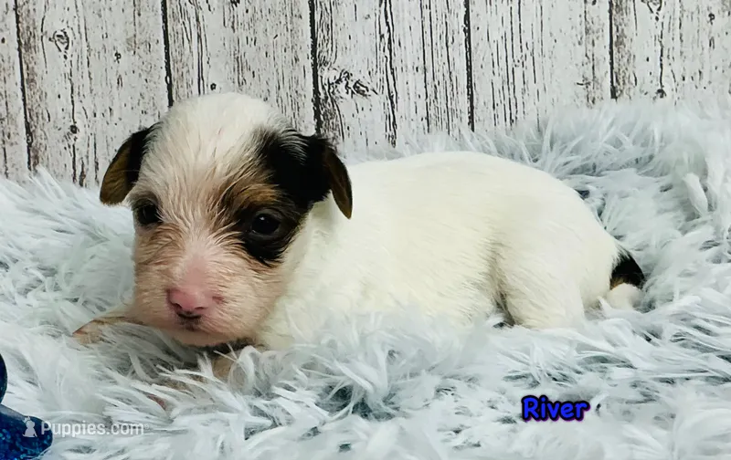 River – Yorkshire Terrier puppy for sale in Mankato, MN