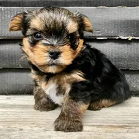 AKC Yorkie DNA tested embark, a male Yorkshire Terrier for sale in Mankato, MN – 4 of 6