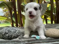 Sugar, a female Yorkshire Terrier and Chorkie for sale in Mankato, MN – 7 of 8