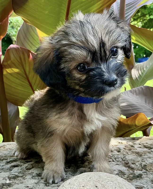Biscuit  – Shorkie puppy for sale in Mankato, MN