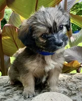Biscuit , a male Shorkie for sale in Mankato, MN – 1 of 3