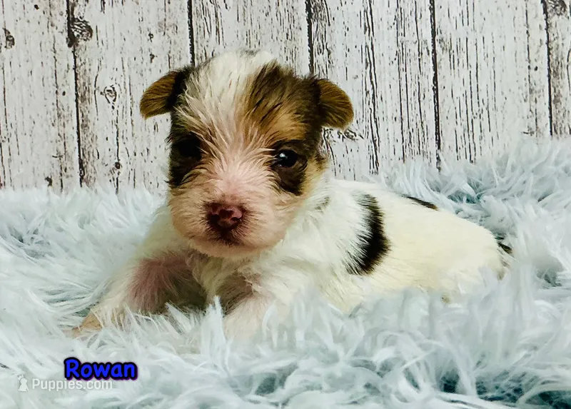 Rowan – Yorkshire Terrier puppy for sale in Mankato, MN
