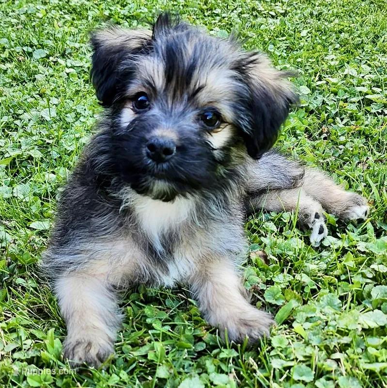 Button – Shorkie puppy for sale in Mankato, MN