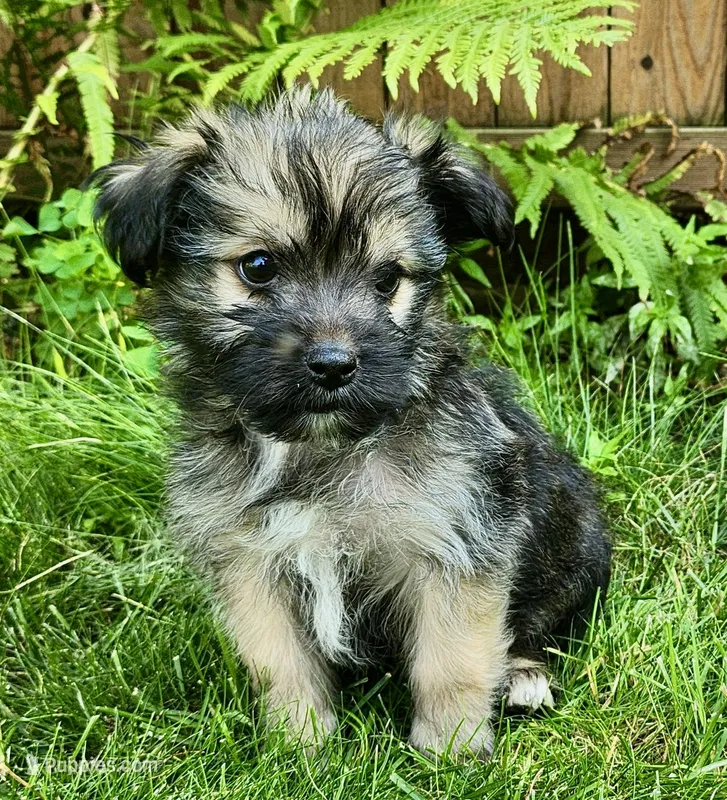 Button – Shorkie puppy for sale in Mankato, MN