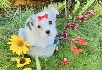 Sugar, a female Chorkie for sale in Mankato, MN – 2 of 10