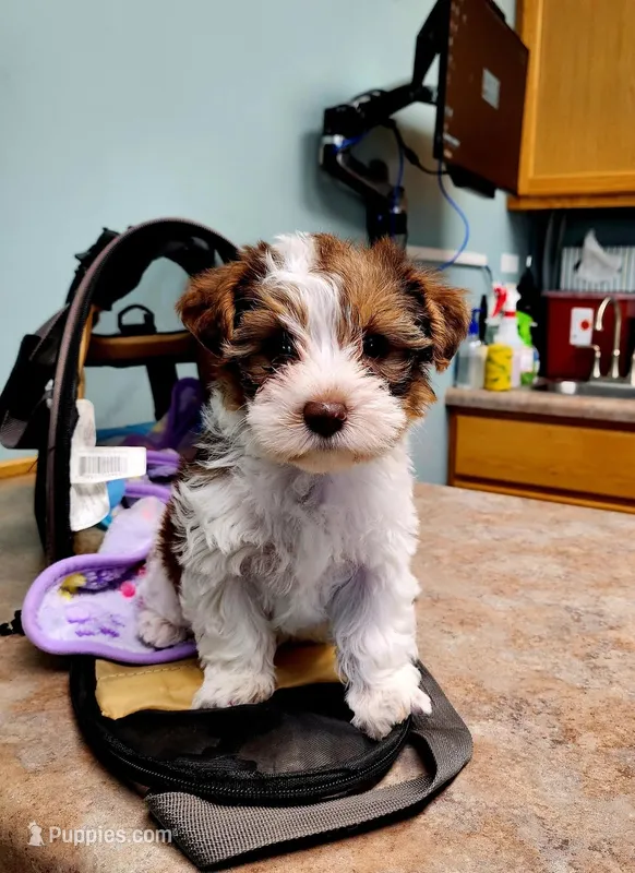 Ainsley Biewer Yorkie – Yorkshire Terrier, Biewer puppy for sale in Mankato, MN