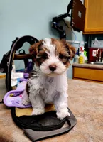 Ainsley , a female Yorkshire Terrier for sale in Mankato, MN – 5 of 9