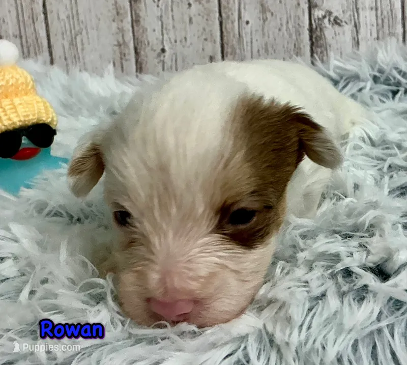 Ryder – Yorkshire Terrier puppy for sale in Mankato, MN