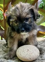 Bindi, a female Shorkie for sale in Mankato, MN – 1 of 3
