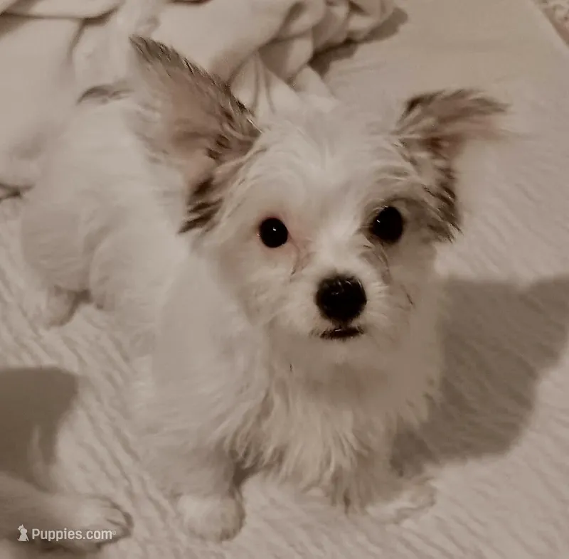 Sugar – Yorkshire Terrier, Chorkie puppy for sale in Mankato, MN