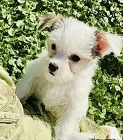 Sugar, a female Chorkie for sale in Mankato, MN – 4 of 10