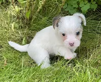 Sugar, a female Yorkshire Terrier and Chorkie for sale in Mankato, MN – 5 of 8
