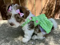 Ainsley , a female Yorkshire Terrier for sale in Mankato, MN – 3 of 9