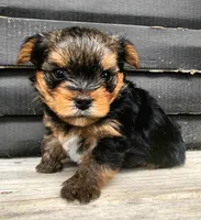 AKC Yorkie DNA tested embark, a male Yorkshire Terrier for sale in Mankato, MN – 6 of 6