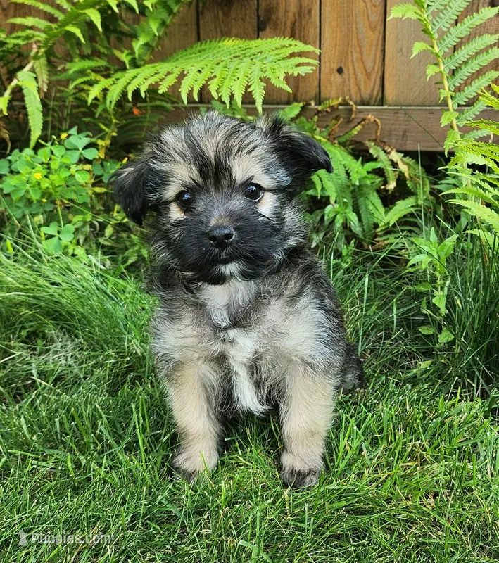 Button – Shorkie puppy for sale in Mankato, MN