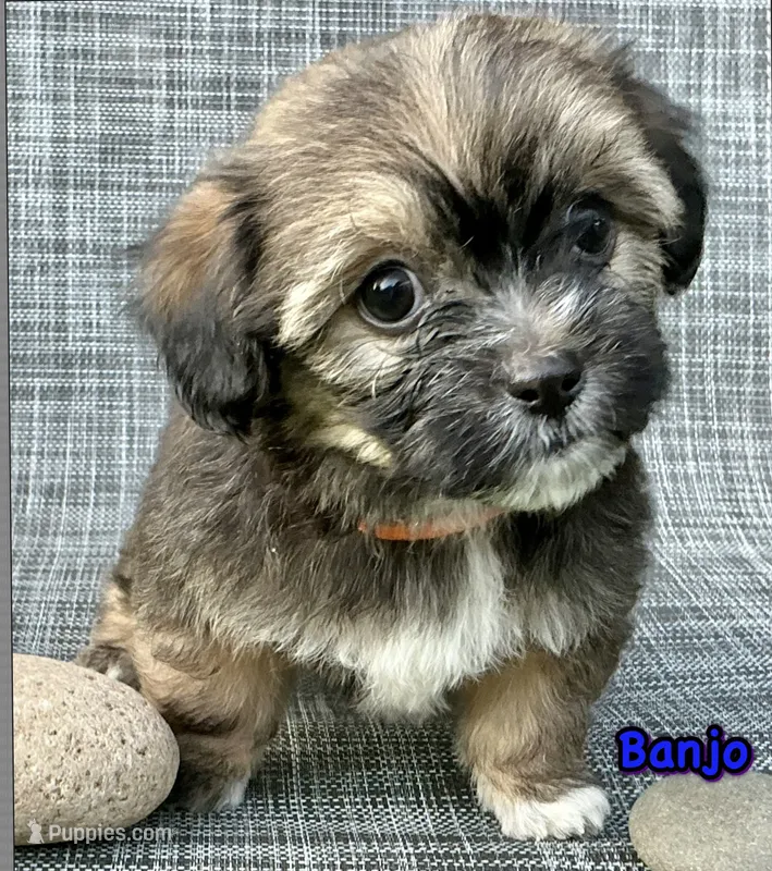 Banjo – Shorkie puppy for sale in Mankato, MN