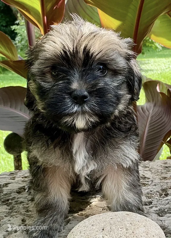 Benji – Shorkie puppy for sale in Mankato, MN