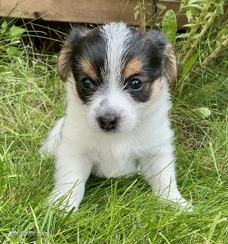 Jake – Yorkshire Terrier, Chorkie puppy for sale in Mankato, MN