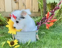 Sugar, a female Chorkie for sale in Mankato, MN – 3 of 10