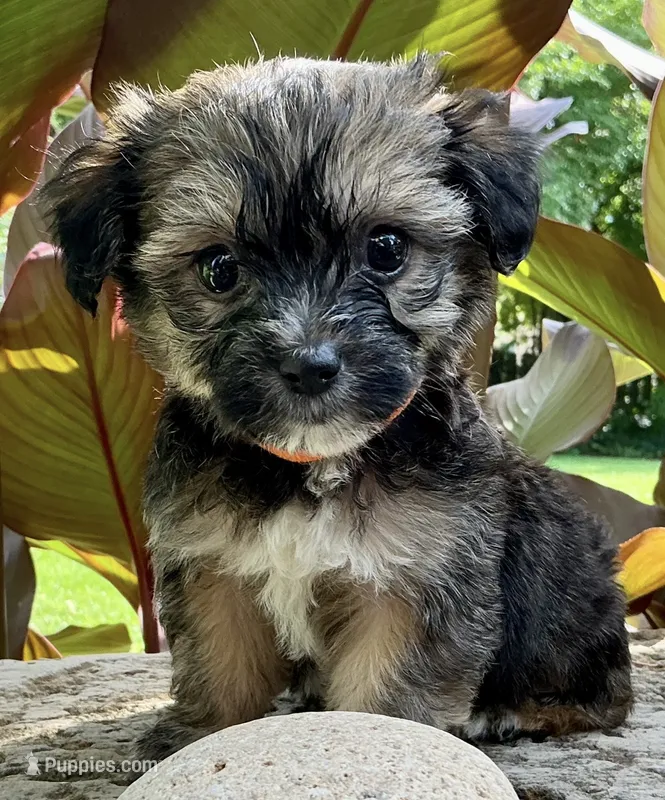 Banjo – Shorkie puppy for sale in Mankato, MN