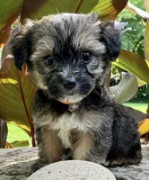 Banjo, a male Shorkie for sale in Mankato, MN – 1 of 3