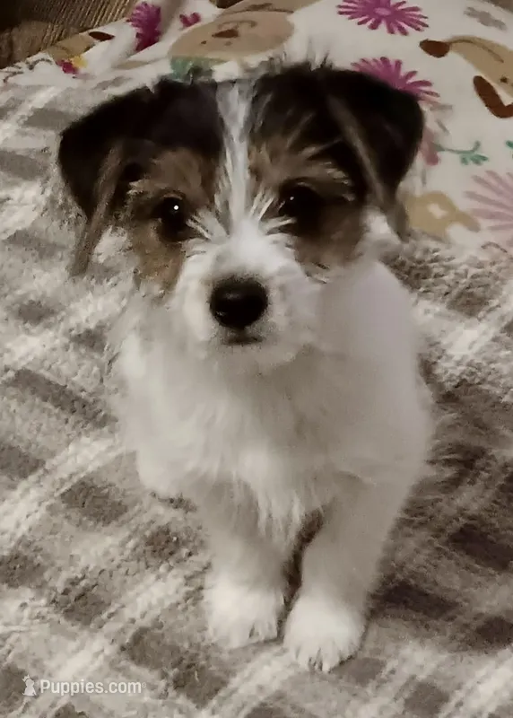 Jake – Yorkshire Terrier, Chorkie puppy for sale in Mankato, MN