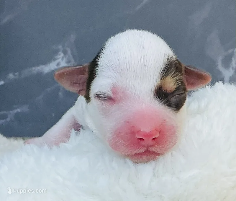 River – Yorkshire Terrier puppy for sale in Mankato, MN