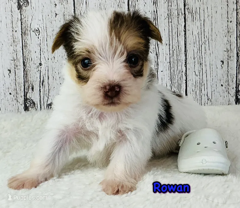 Rowan – Yorkshire Terrier puppy for sale in Mankato, MN