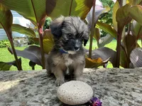 Biscuit , a male Shorkie for sale in Mankato, MN – 3 of 3
