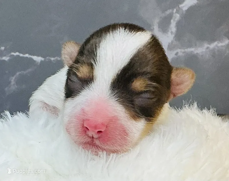 Raya – Yorkshire Terrier puppy for sale in Mankato, MN