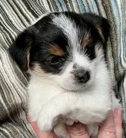 Jake, a male Yorkshire Terrier and Chorkie for sale in Mankato, MN – 2 of 6