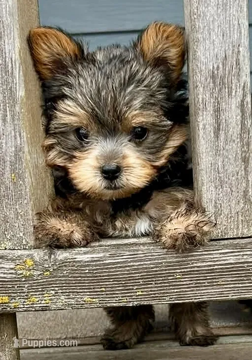 AKC Yorkie DNA tested embark – Yorkshire Terrier puppy for sale in Mankato, MN