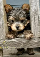 AKC Yorkie DNA tested embark, a male Yorkshire Terrier for sale in Mankato, MN – 1 of 6