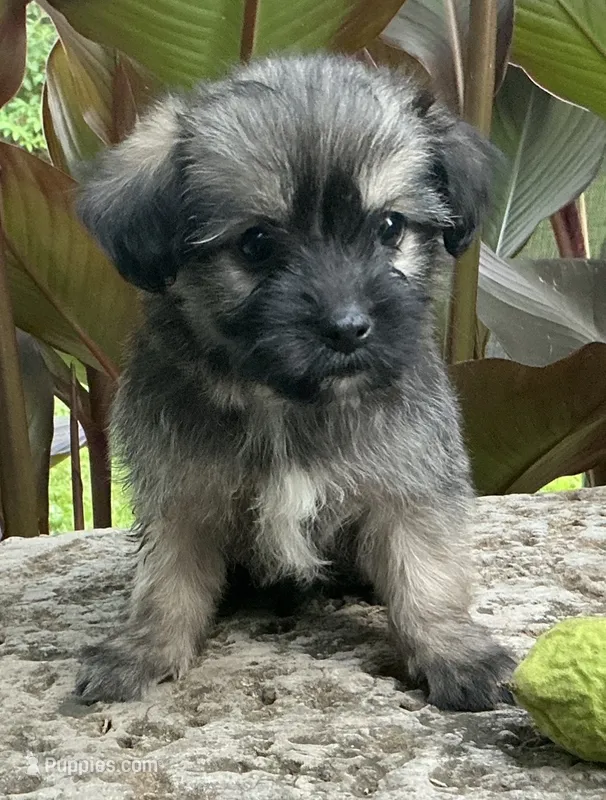 Button – Shorkie puppy for sale in Mankato, MN