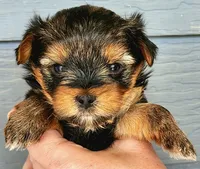 AKC Yorkie DNA tested embark, a male Yorkshire Terrier for sale in Mankato, MN – 2 of 6