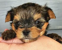 AKC Yorkie DNA tested embark, a male Yorkshire Terrier for sale in Mankato, MN – 1 of 6