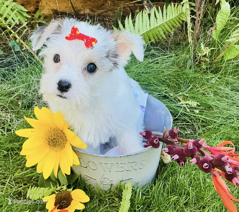 Sugar – Yorkshire Terrier, Chorkie puppy for sale in Mankato, MN