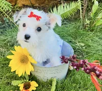 Sugar, a female Chorkie for sale in Mankato, MN – 1 of 10