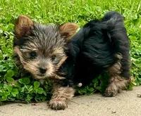 AKC Yorkie DNA tested embark, a male Yorkshire Terrier for sale in Mankato, MN – 3 of 6