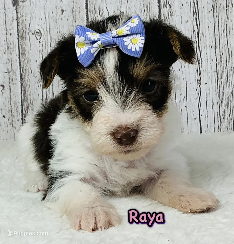 Raya – Yorkshire Terrier puppy for sale in Mankato, MN