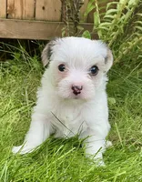 Sugar, a female Yorkshire Terrier and Chorkie for sale in Mankato, MN – 3 of 8