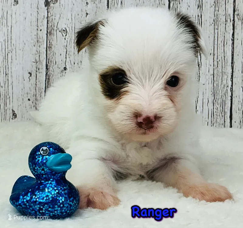 Ranger – Yorkshire Terrier puppy for sale in Mankato, MN