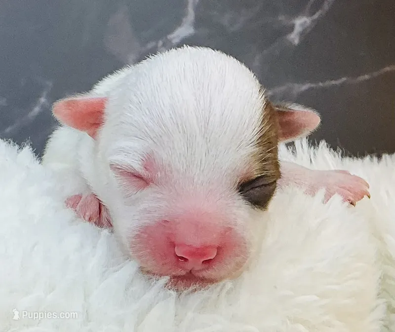 Ryder – Yorkshire Terrier puppy for sale in Mankato, MN