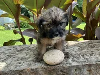 Bindi, a female Shorkie for sale in Mankato, MN – 3 of 3