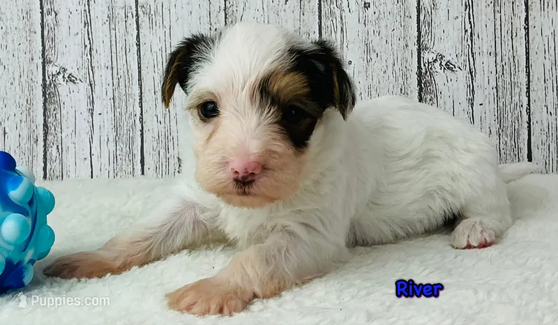 River – Yorkshire Terrier puppy for sale in Mankato, MN