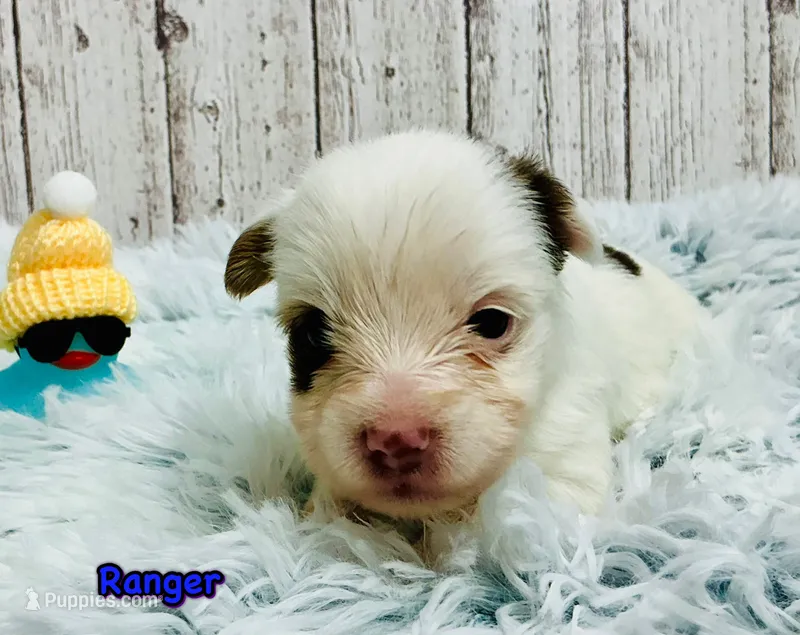 Ranger – Yorkshire Terrier puppy for sale in Mankato, MN